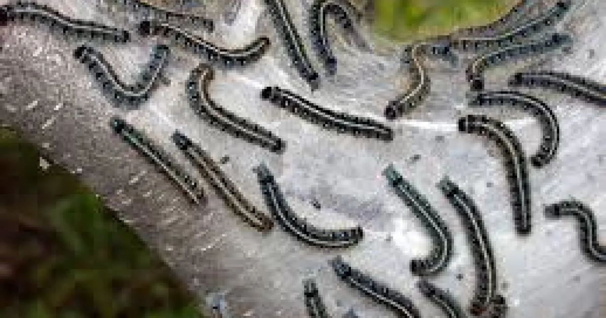 Where did all these caterpillars come from? Brookgreen